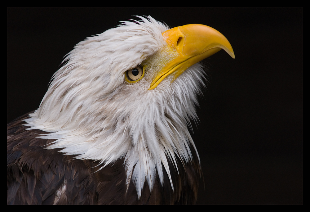 Weisskopfseeadler (Haliaeetus leucocephalus)