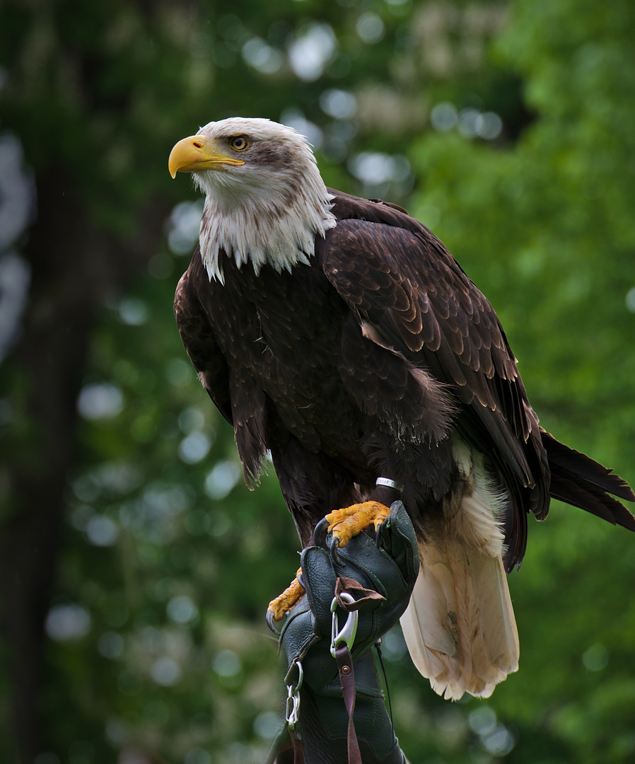 Weißkopfseeadler (Haliaeetus leucocephalus) 2