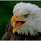 Weisskopfseeadler (Haliaeetus leucocephalus) 2