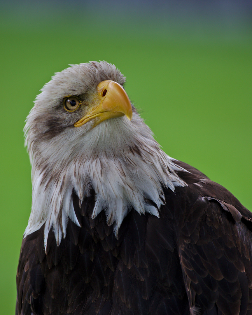 Weißkopfseeadler (Haliaeetus leucocephalus) 3