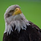 Weißkopfseeadler (Haliaeetus leucocephalus) 3