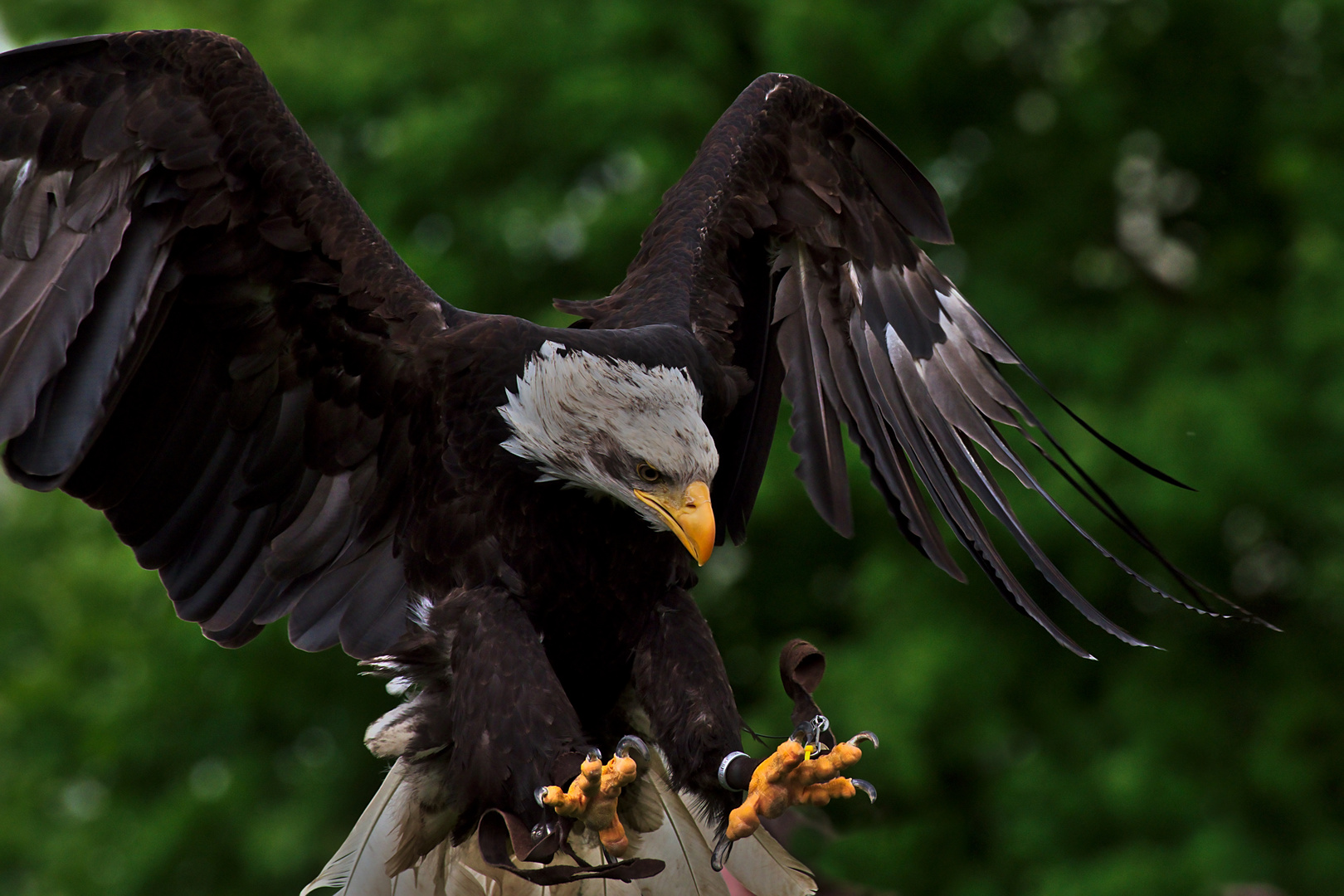 Weißkopfseeadler (Haliaeetus leucocephalus) 4