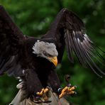 Weißkopfseeadler (Haliaeetus leucocephalus) 4