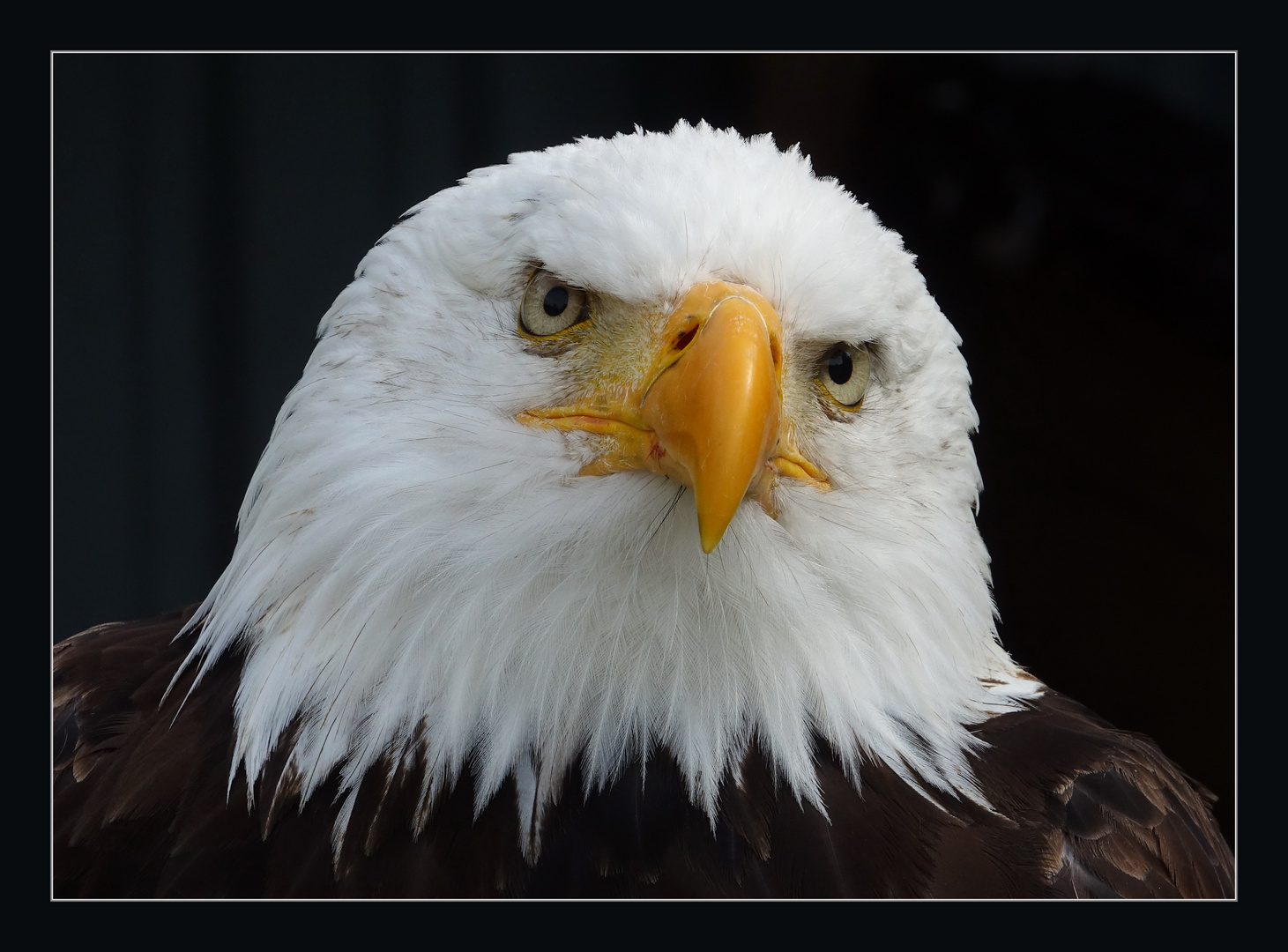 Weißkopfseeadler (Haliaeetus leucocephalus)