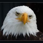 Weißkopfseeadler (Haliaeetus leucocephalus)