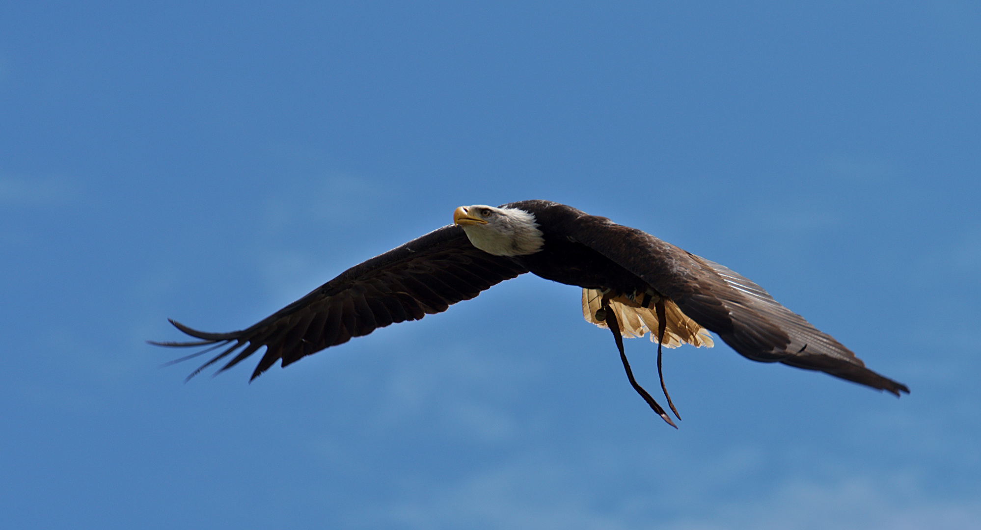 Weißkopfseeadler (Haliaeetus leucocephalus) 5