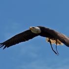 Weißkopfseeadler (Haliaeetus leucocephalus) 5