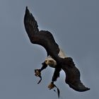 Weißkopfseeadler (Haliaeetus leucocephalus) 6