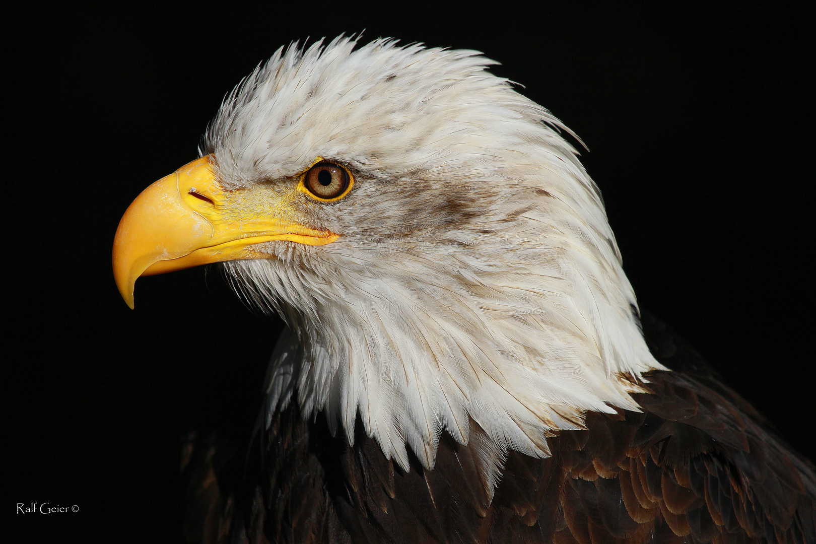 Weißkopfseeadler (Haliaeetus leucocephalus