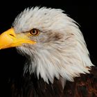 Weißkopfseeadler (Haliaeetus leucocephalus