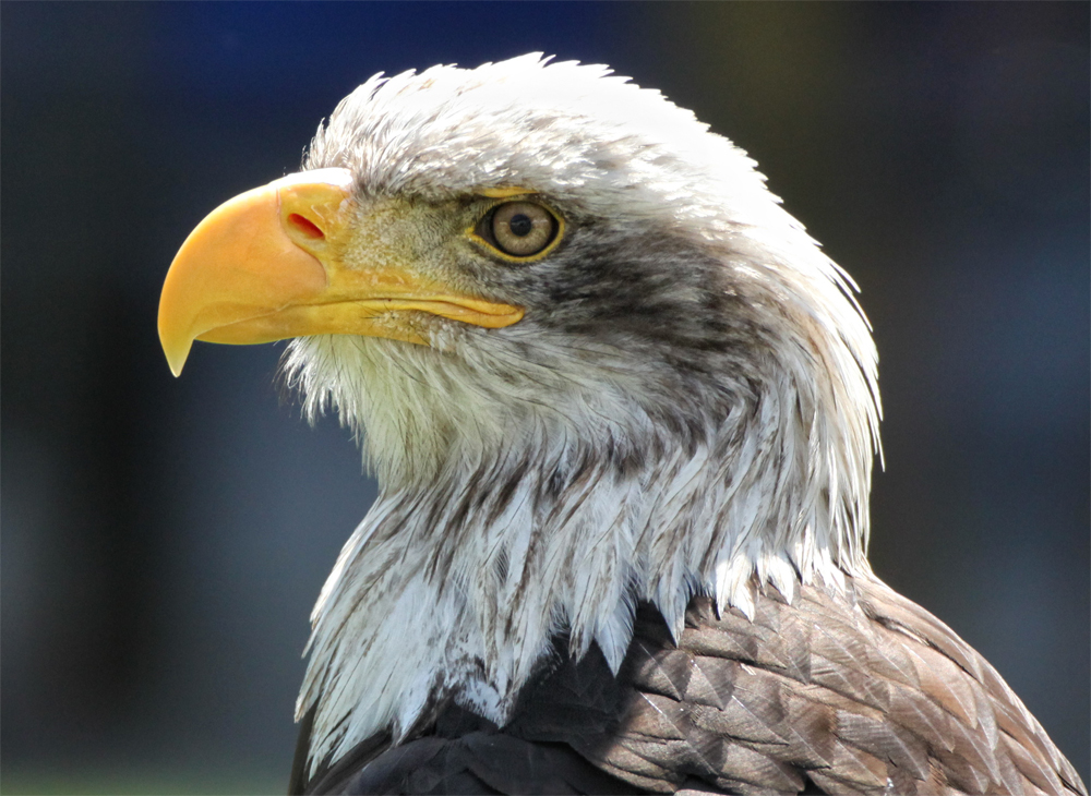 Weißkopfseeadler (Haliaeetus leucocephalus)