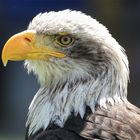 Weißkopfseeadler (Haliaeetus leucocephalus)