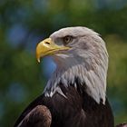 Weißkopfseeadler (Haliaeetus leucocephalus) 7