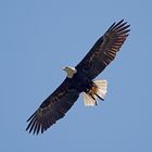 Weißkopfseeadler (Haliaeetus leucocephalus) 8