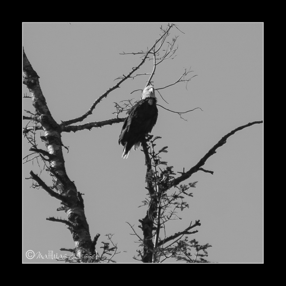 Weißkopfseeadler (Haliaeetus leucocephalus)