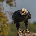 Weißkopfseeadler (Haliaeetus leucocephalus)