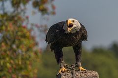 Weißkopfseeadler (Haliaeetus leucocephalus)