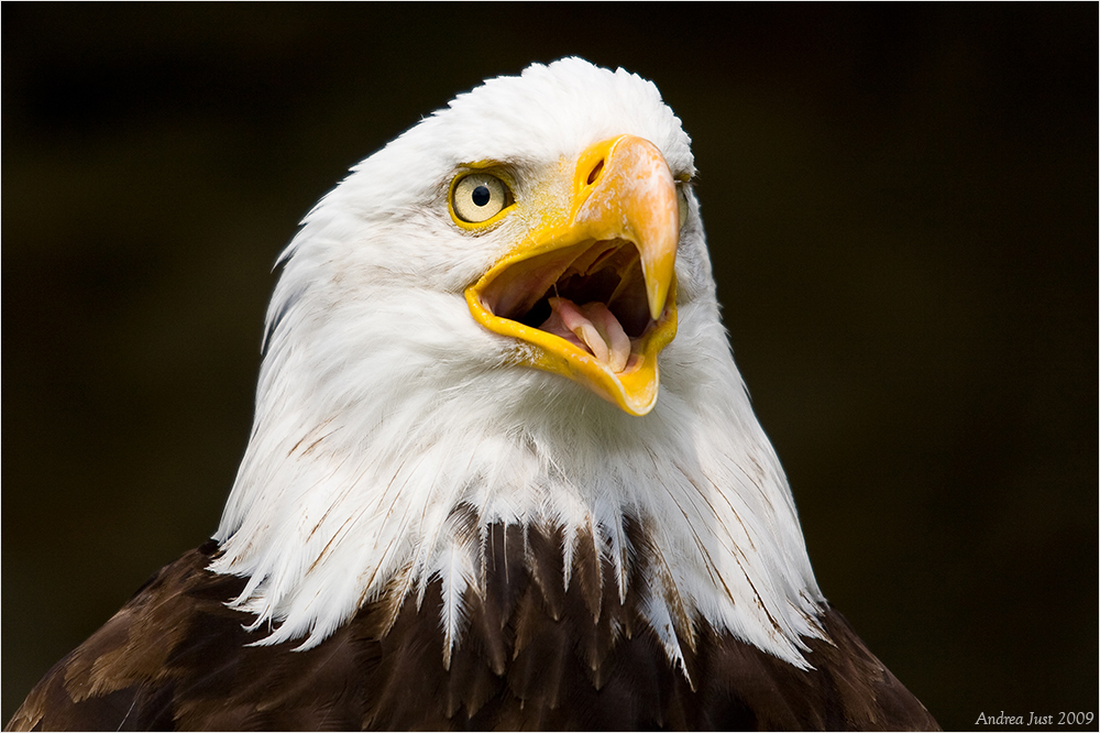 Weißkopfseeadler (Haliaeetus leucocephalus)