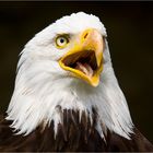 Weißkopfseeadler (Haliaeetus leucocephalus)