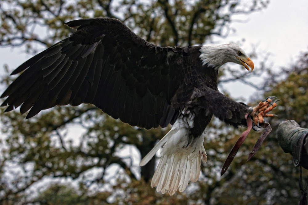 Weisskopfseeadler - Haliaeetus leucocephalus