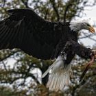 Weisskopfseeadler - Haliaeetus leucocephalus