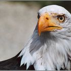 Weisskopfseeadler (Haliaeetus Leucocephalus)