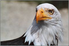 Weisskopfseeadler (Haliaeetus Leucocephalus)