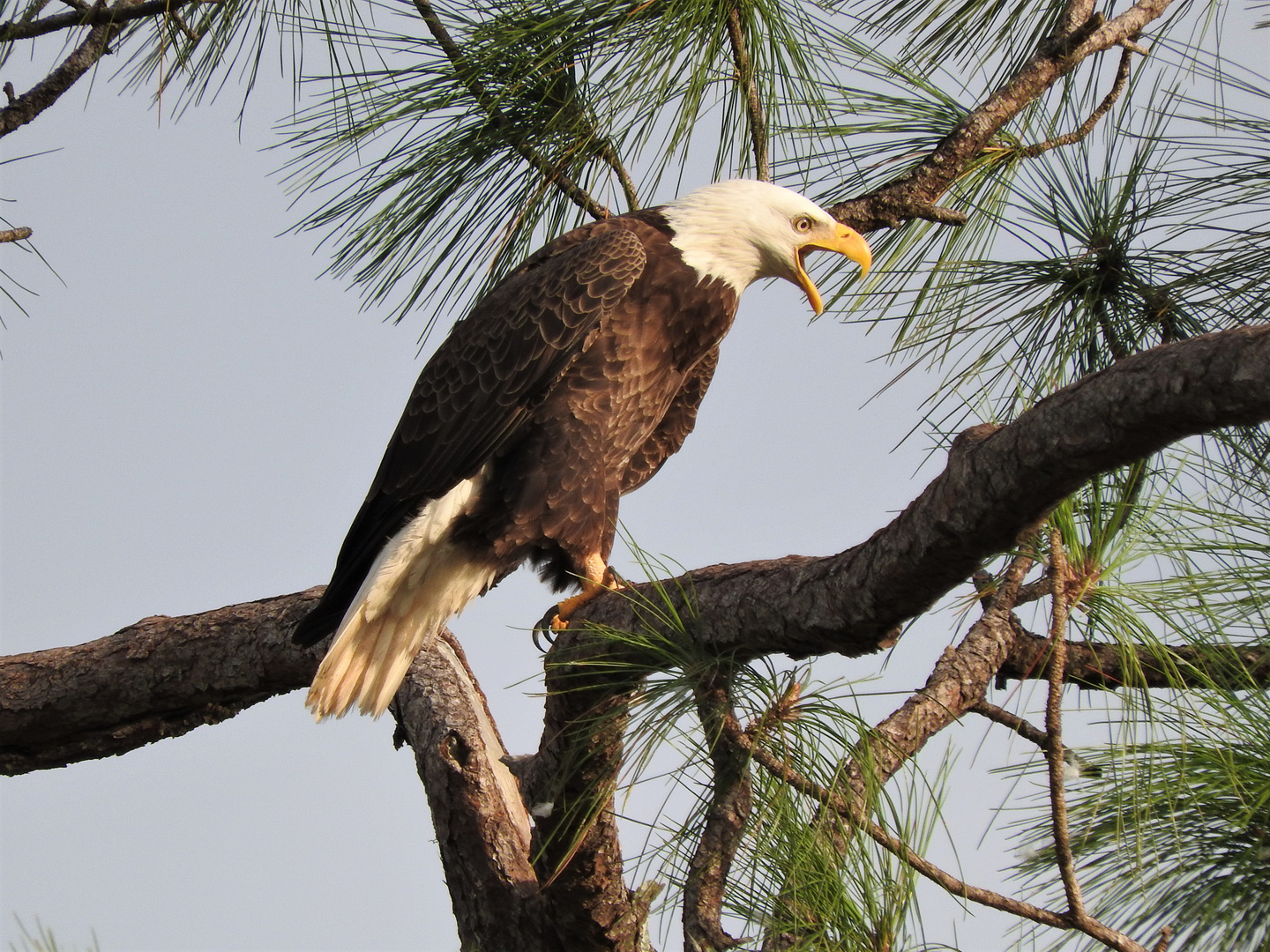  Weißkopfseeadler (Haliaeetus leucocephalus)