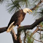  Weißkopfseeadler (Haliaeetus leucocephalus)