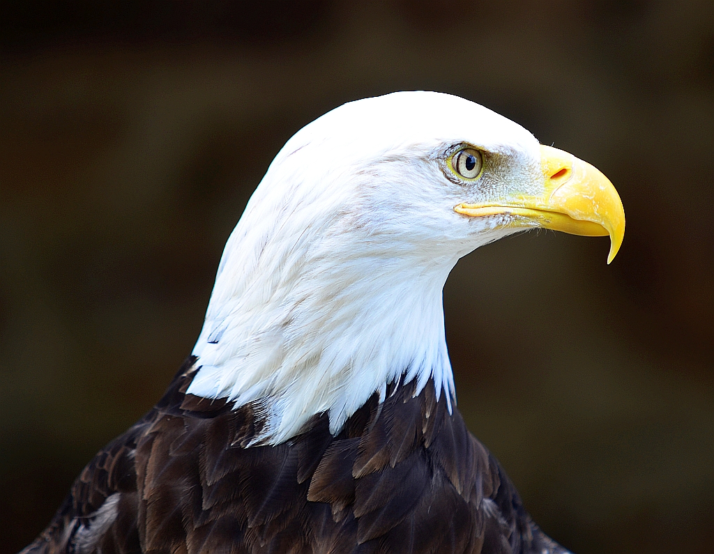 Weisskopfseeadler, (Haliaeetus leucocephalus) Bald eagle, águila calva