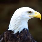 Weisskopfseeadler, (Haliaeetus leucocephalus) Bald eagle, águila calva