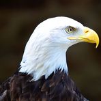 Weisskopfseeadler, (Haliaeetus leucocephalus) Bald eagle, águila calva