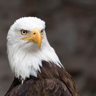 Weisskopfseeadler (Haliaeetus leucocephalus / Bald Eagle)