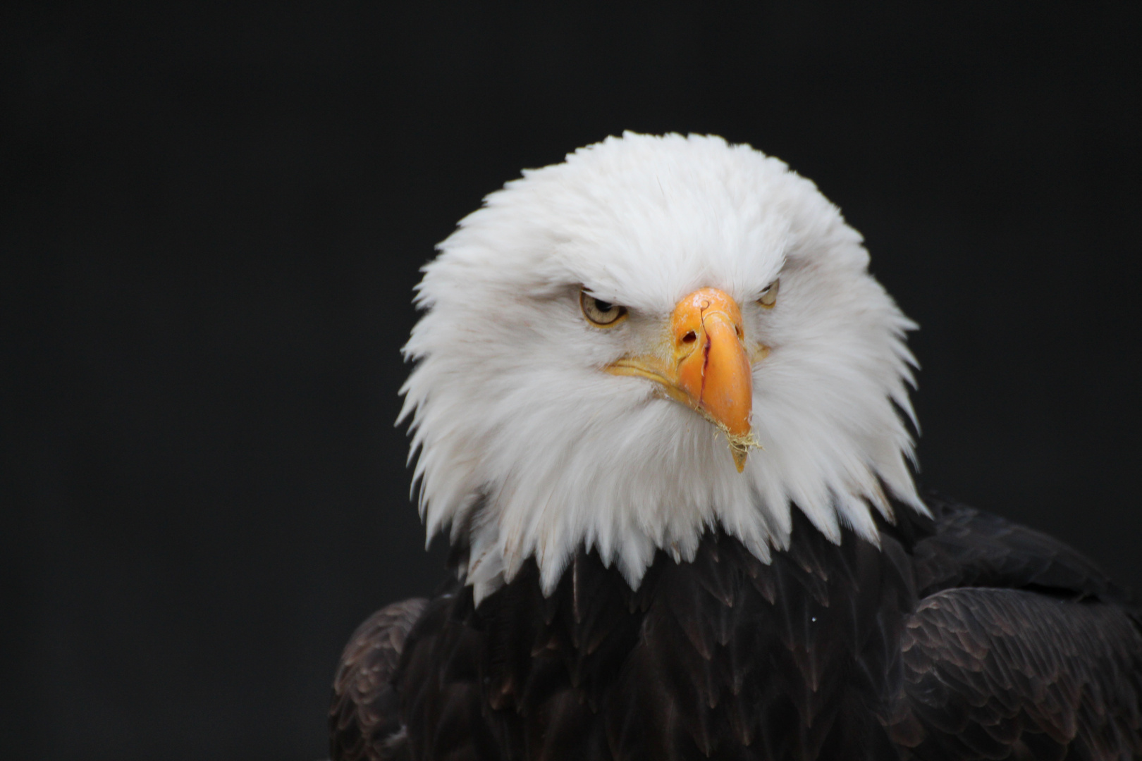 Weißkopfseeadler (Haliaeetus leucocephalus)