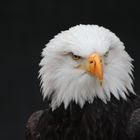 Weißkopfseeadler (Haliaeetus leucocephalus)