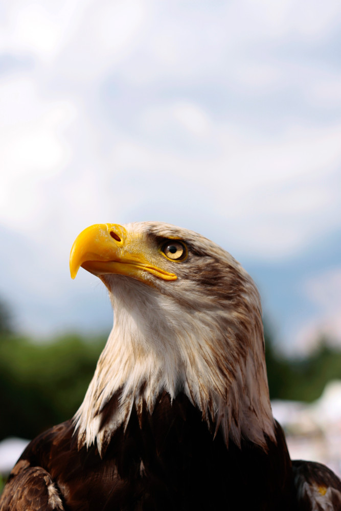 Weißkopfseeadler (Haliaeetus leucocephalus)