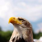 Weißkopfseeadler (Haliaeetus leucocephalus)