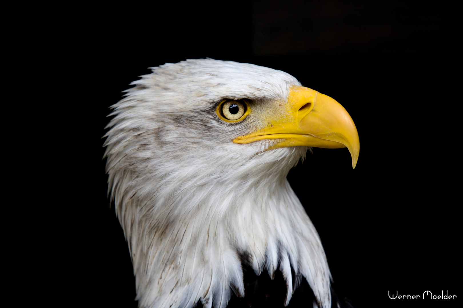 Weißkopfseeadler (Haliaeetus leucocephalus)