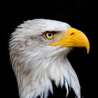 Weißkopfseeadler (Haliaeetus leucocephalus)