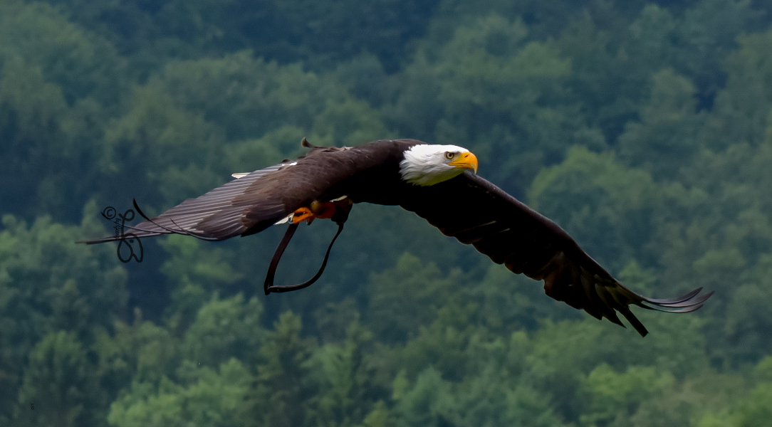 Weißkopfseeadler -Haliaeetus leucocephalus-