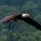 Weißkopfseeadler -Haliaeetus leucocephalus-