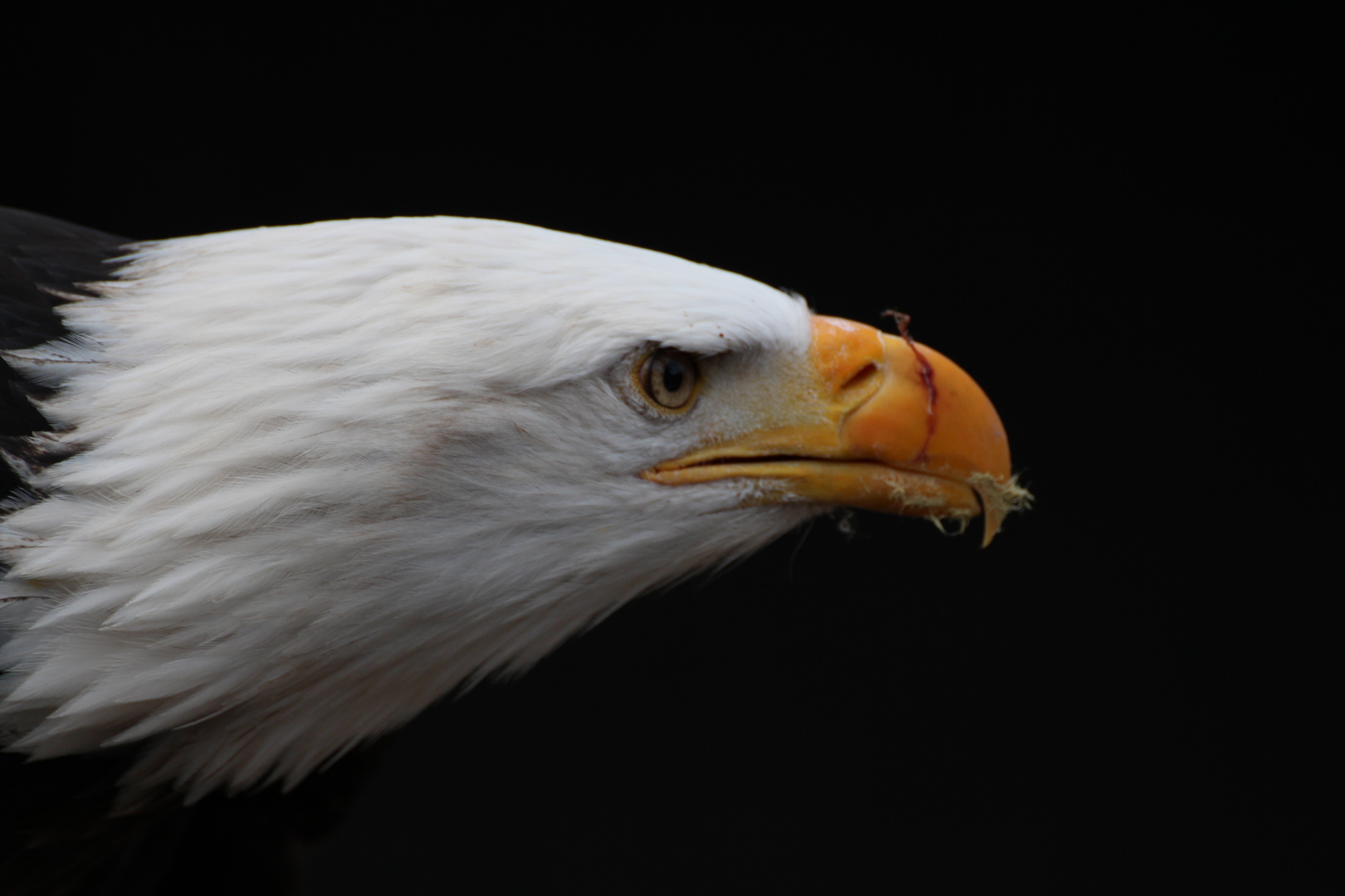 Weißkopfseeadler (Haliaeetus leucocephalus