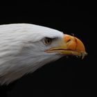 Weißkopfseeadler (Haliaeetus leucocephalus