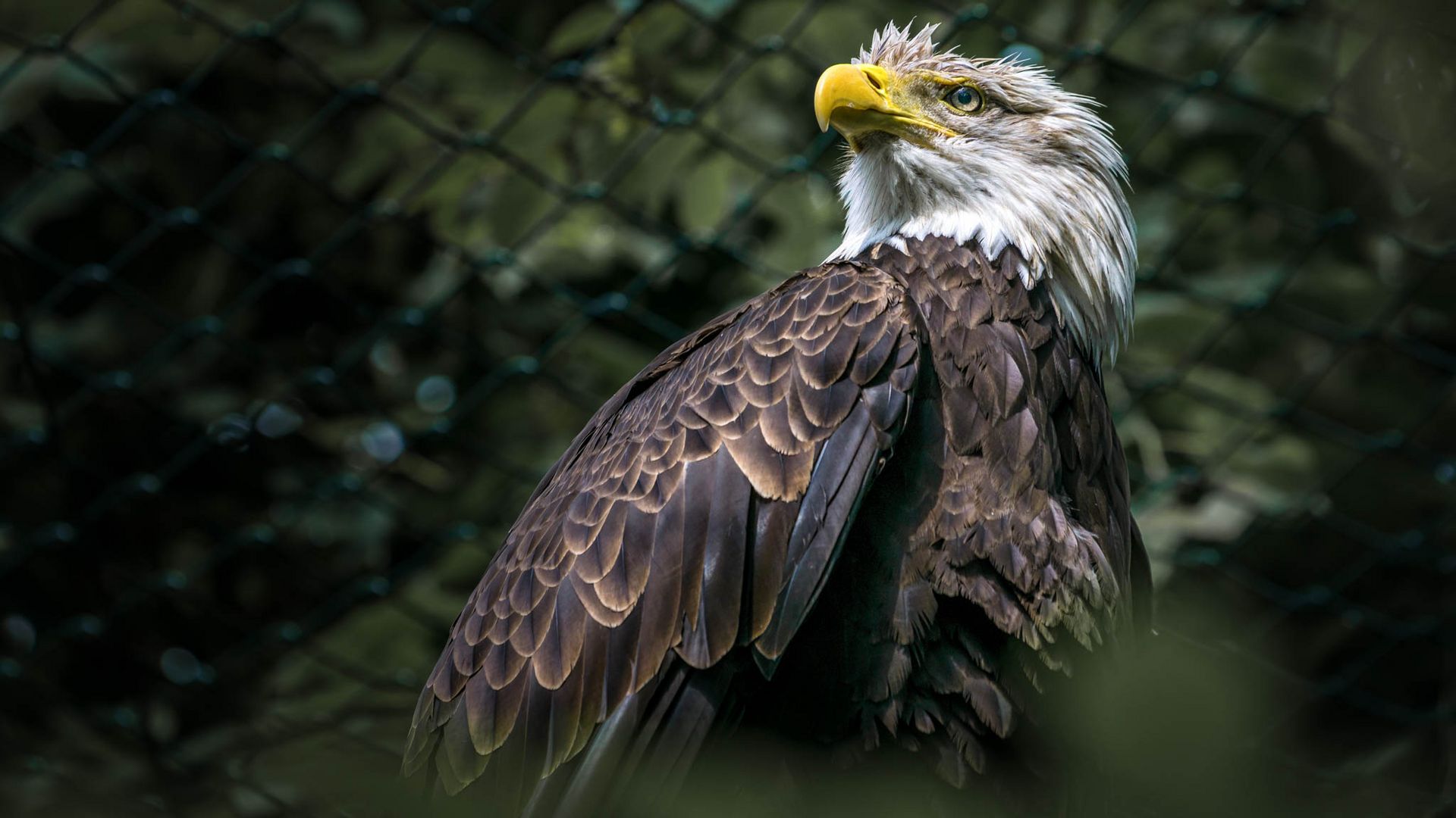 Weißkopfseeadler (Haliaeetus leucocephalus) 