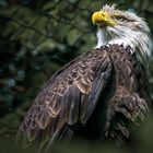 Weißkopfseeadler (Haliaeetus leucocephalus) 