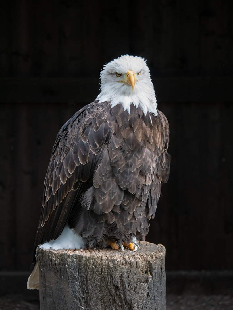 Weißkopfseeadler (Haliaeetus leucocephalus)