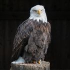 Weißkopfseeadler (Haliaeetus leucocephalus)