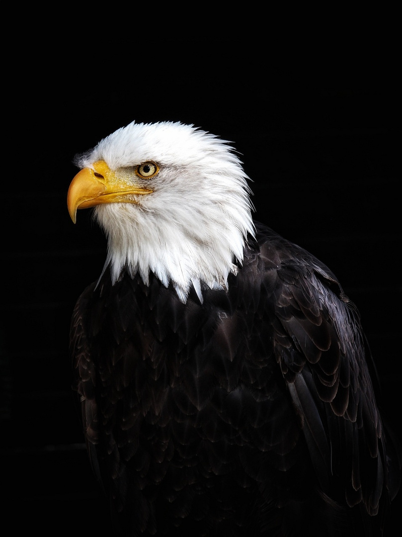 Weißkopfseeadler - Haliaeetus leucocephalus