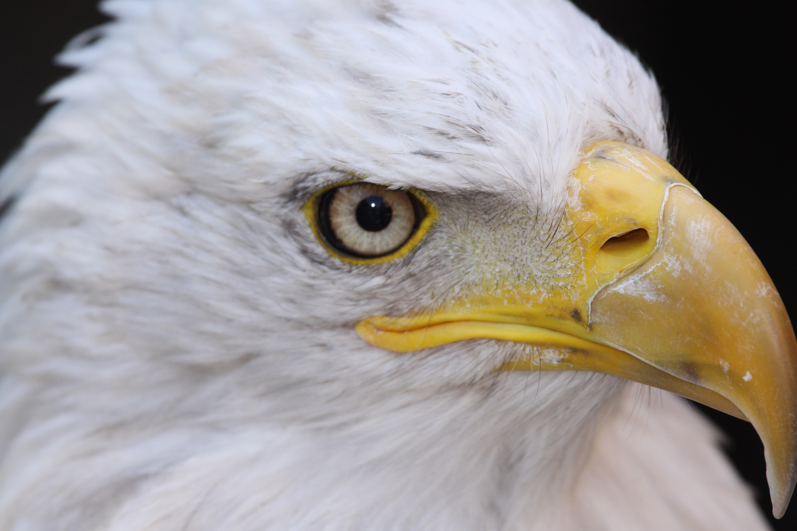 Weißkopfseeadler (Haliaeetus leucocephalus)