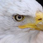 Weißkopfseeadler (Haliaeetus leucocephalus)